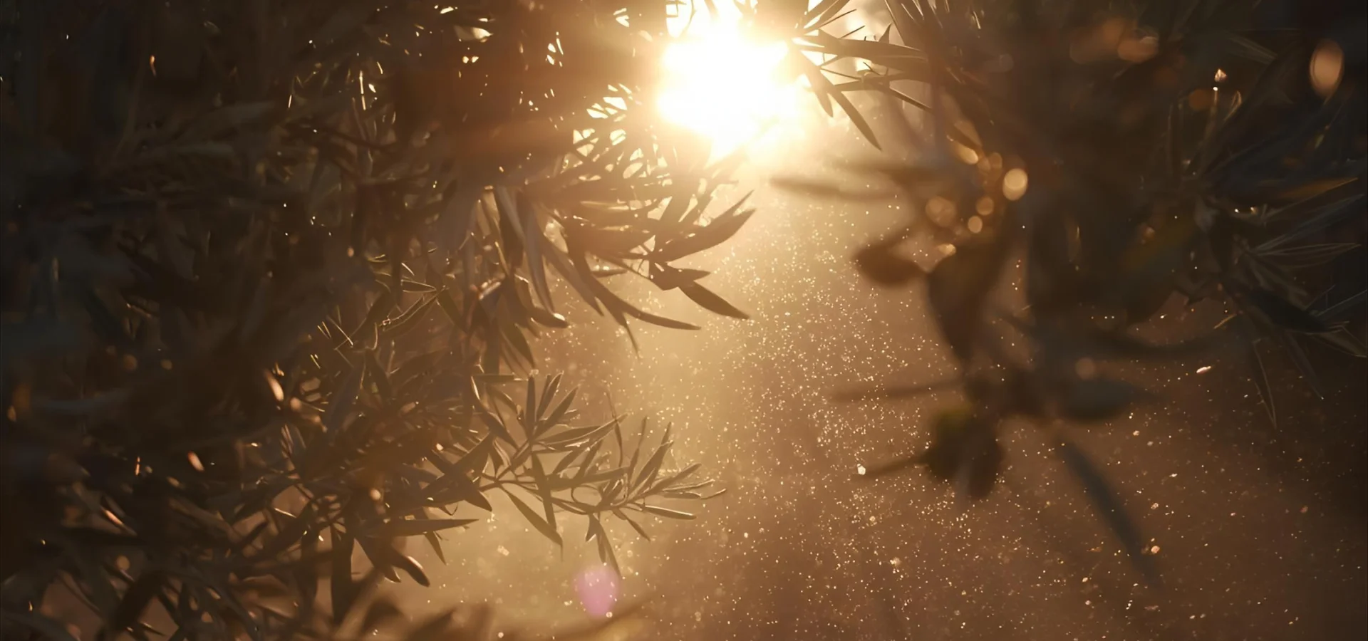 Zacht zonlicht tussen olijftakken bij Cortijo La Vista in Andalusië